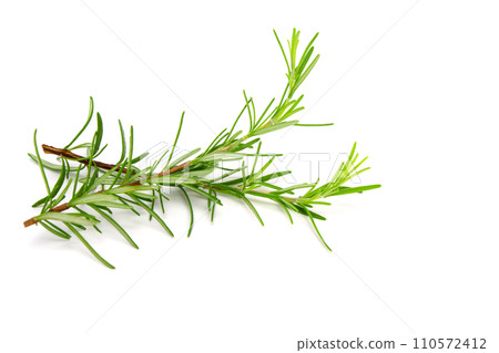 Fresh rosemary sprig flowering isolated on white background. 110572412