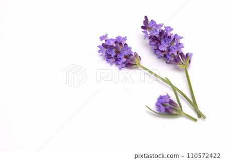 Sprig of laverder flowering isolated on white background. 110572422