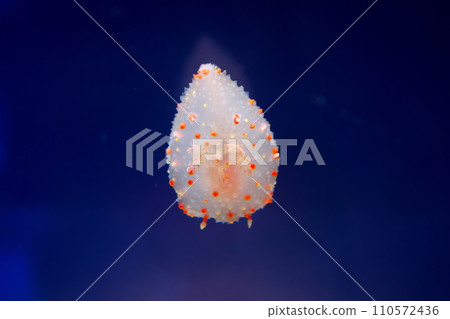 Hanadensha 110572436