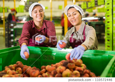 Two women sorting peaches Two women sorting peaches 110572446
