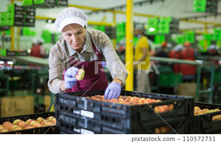 Woman packing peaches 110572731