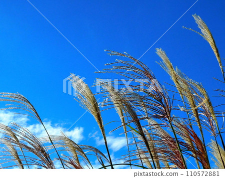 Japanese pampas grass, Japanese pampas grass, gently swaying thin ears 110572881