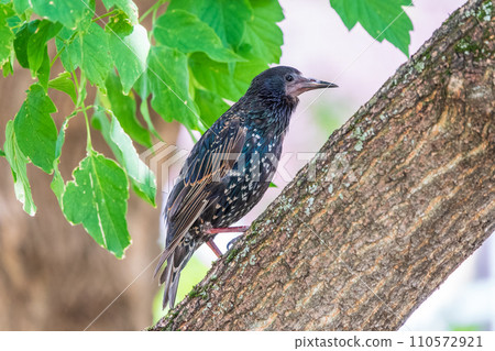 Common starling sits on a branch on a beautiful background 110572921
