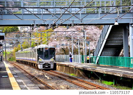Osaka Prefecture Cherry blossoms in full bloom and Kishuji Rapid Osaka Prefecture Cherry blossoms in full bloom and Kishuji Rapid 110573137