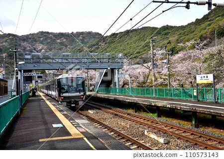 Osaka Prefecture Cherry blossoms in full bloom and Kishuji Rapid Osaka Prefecture Cherry blossoms in full bloom and Kishuji Rapid 110573143