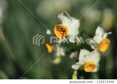 Flowers 110573446