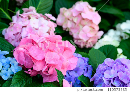 Pink and blue hydrangea flowers blossom in the ornamental garden 110573585