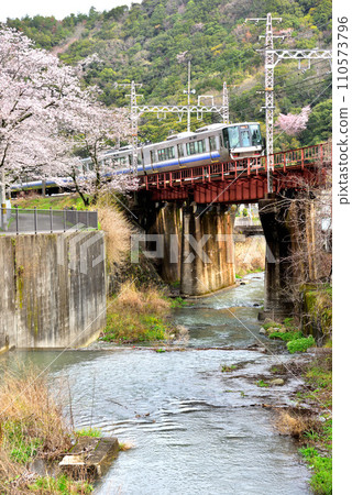 Osaka Prefecture Cherry blossoms in full bloom and Kishuji Rapid 110573796