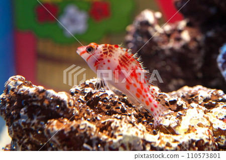 Sarasagonbe Sarasagonbe 110573801