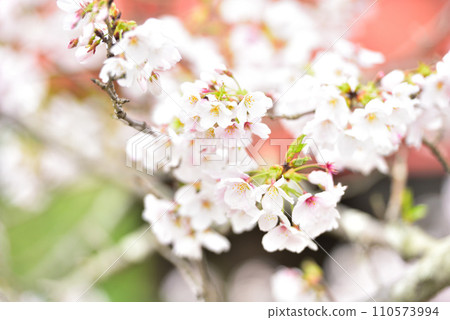 櫻花盛開 110573994