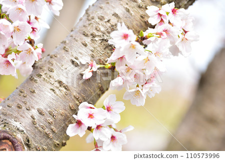 櫻花盛開 110573996