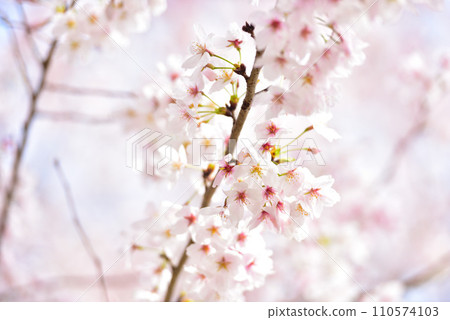 櫻花盛開 110574103