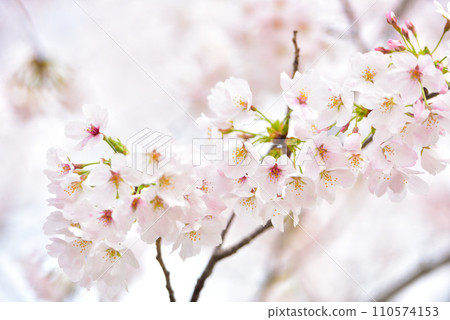 Cherry tree in full bloom Cherry tree in full bloom 110574153