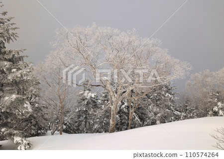 Tree of fog and ice Tree of fog and ice 110574264