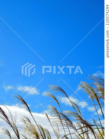 Japanese pampas grass, Japanese pampas grass, gently swaying thin ears Japanese pampas grass, Japanese pampas grass, gently swaying thin ears 110574284
