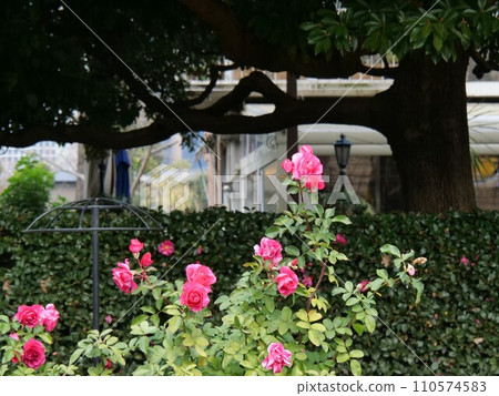 日比谷公園冬季盛開的玫瑰 110574583