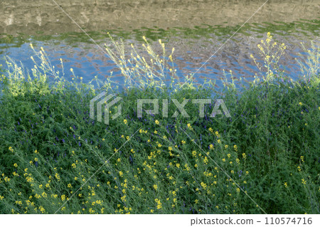 恩地川的油菜花 110574716