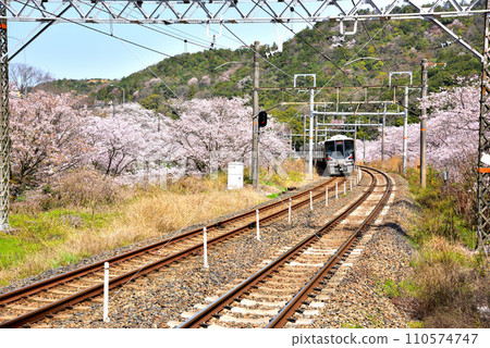 Osaka Prefecture Cherry blossoms in full bloom and Kishuji Rapid 110574747