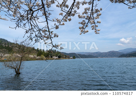 Cherry blossoms bloomed on the shore Cherry blossoms bloomed on the shore 110574817