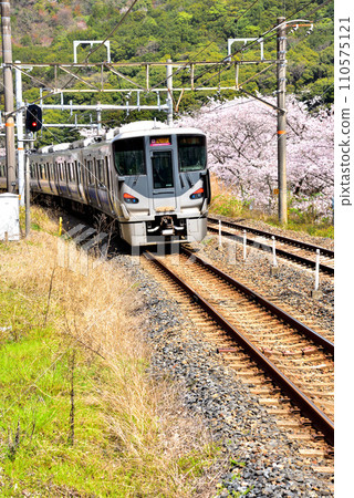 Osaka Prefecture Cherry blossoms in full bloom and Kishuji Rapid 110575121