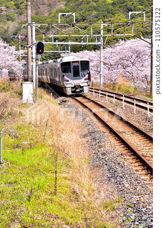 Osaka Prefecture Cherry blossoms in full bloom and Kishuji Rapid Osaka Prefecture Cherry blossoms in full bloom and Kishuji Rapid 110575122
