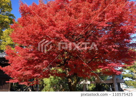 Autumn leaves of Hakusan Gongen (Hakusan Shrine) in front of the main gate of Kawagoe Daishi Kita-in Temple, Kosenba-cho, Kawagoe City, Saitama Prefecture 110575425
