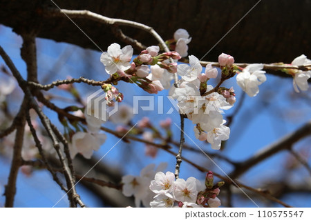 cherry blossoms when blooming 110575547