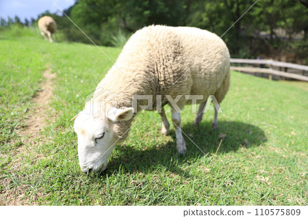 Rokko Mountain Ranch Sheep 110575809