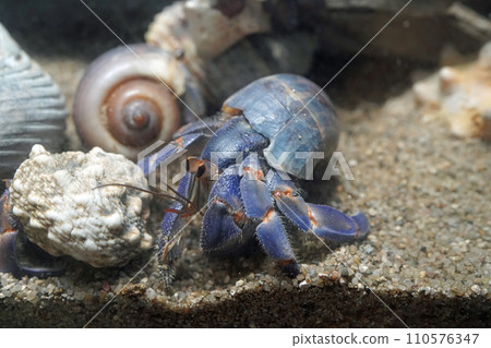 Murasaki Okayadoceri Murasaki Okayadoceri 110576347