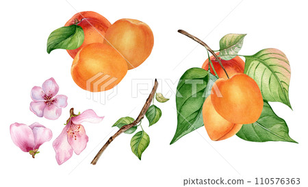 Watercolor set of fresh various fruits and apricots on tree branch isolated on white. Illustration of orange fruits hand drawn. Flower of apricot tree and branch drawn. Elements for package, label 110576363