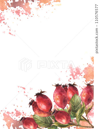 Frame of wild rosehip with branch red briar fruits, dog rose berries, green leaves with watercolor splashes. Hand drawn illustration for post card, medical label. Template isolated on white background Frame of wild rosehip with branch red briar fruits, dog rose berries, green leaves with watercolor splashes. Hand drawn illustration for post card, medical label. Template isolated on white background 110576577
