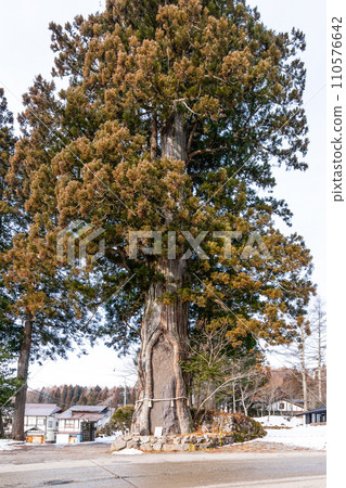 Sanbonsugi of Togakushi (Togakushi Shrine/Chusha) 110576642