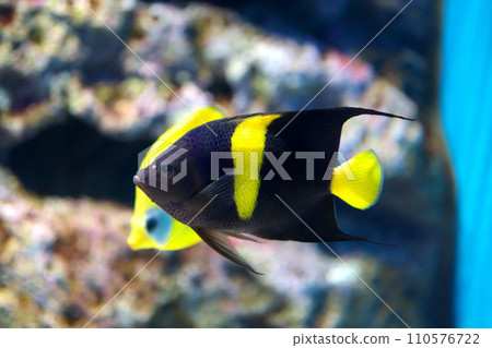 arabian angelfish arabian angelfish 110576722