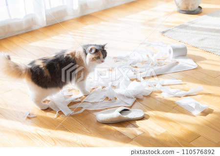 Cat playing tricks with toilet paper Cat playing tricks with toilet paper 110576892