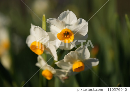 Shining daffodils Shining daffodils 110576940