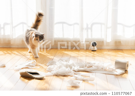 貓用衛生紙惡作劇 110577067