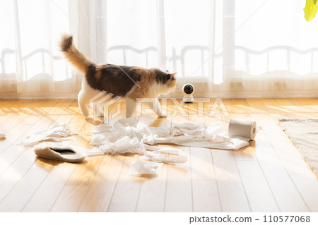 貓用衛生紙惡作劇 110577068