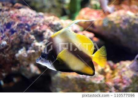 red sea bannerfish red sea bannerfish 110577096