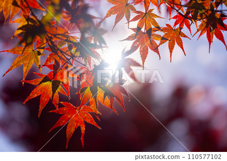 Close-up colorful nature calm autumn golden foliage on tree 110577102