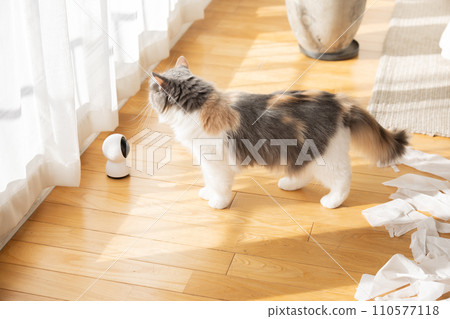 Cat playing tricks with toilet paper 110577118