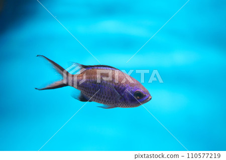 blue chromis 110577219