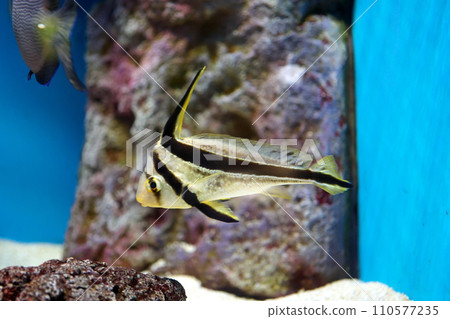 jackknife fish 110577235