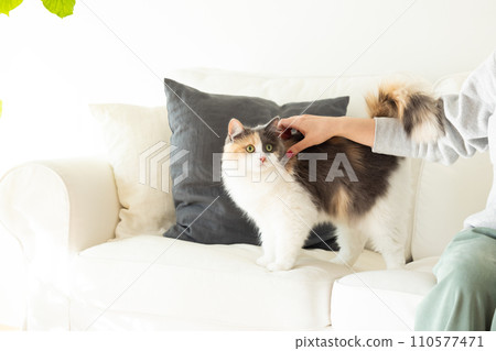 cat playing with owner 110577471