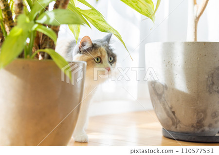 A cat relaxing in the living room 110577531