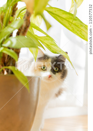 A cat relaxing in the living room 110577532