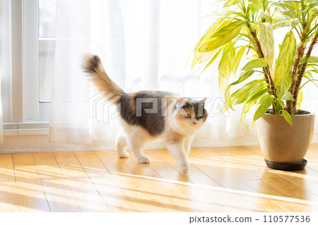A cat relaxing in the living room 110577536