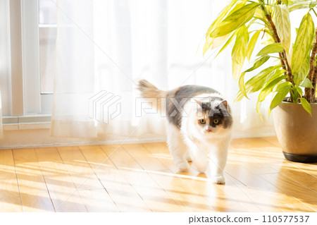 A cat relaxing in the living room 110577537