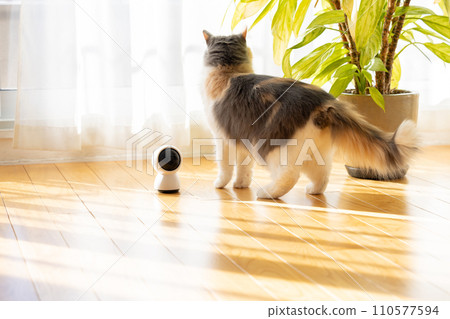 一隻看家貓在寵物相機附近行走 110577594