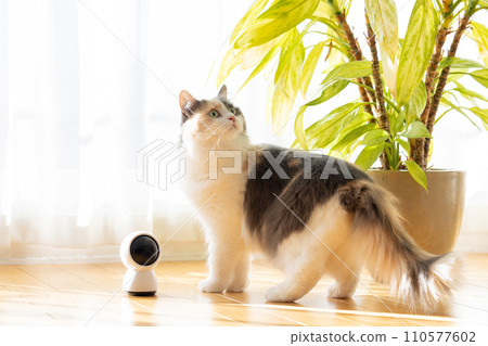 A house-sitting cat walking near the pet camera A house-sitting cat walking near the pet camera 110577602