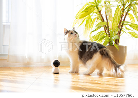 A house-sitting cat walking near the pet camera 110577603